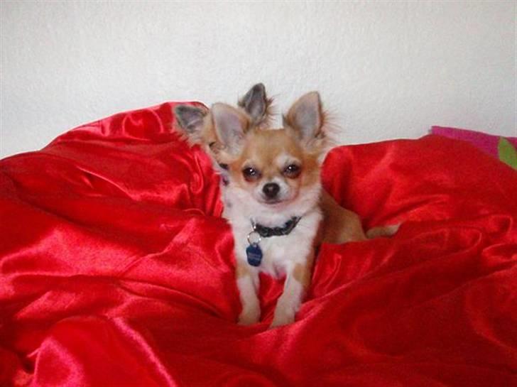 Chihuahua Nevada billede 15