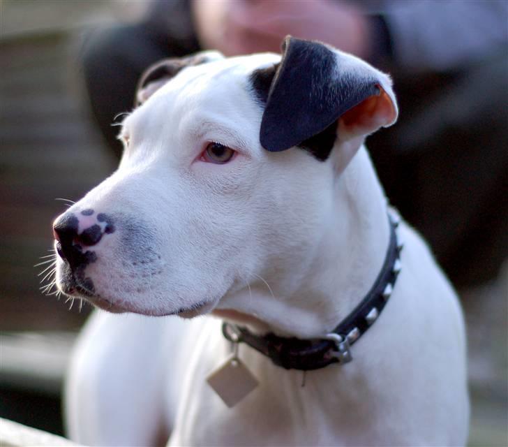 Amerikansk staffordshire terrier tjechr billede 7