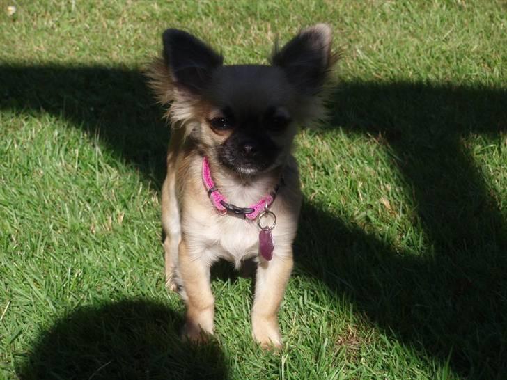 Chihuahua Roxana  billede 12