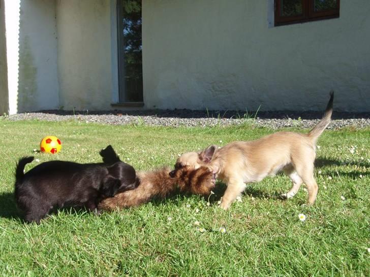 Chihuahua Roxana  billede 13