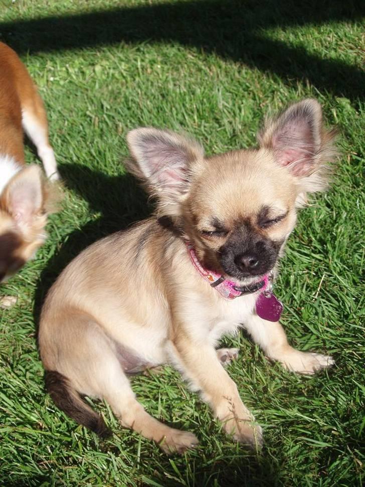 Chihuahua Roxana  billede 14