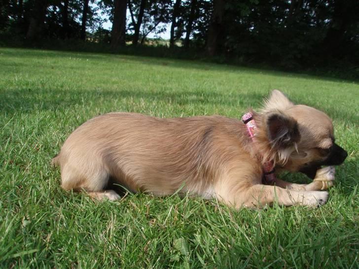 Chihuahua Roxana  billede 15