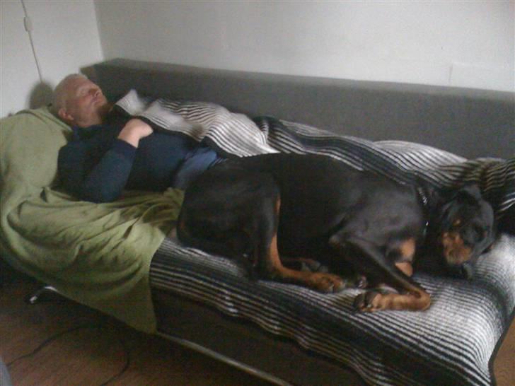 Dobermann Rocky - "Far" og Rocky tager lige en middagslur :-) billede 3