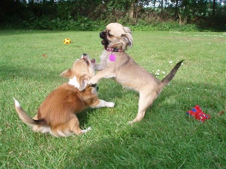 Chihuahua Roxana  billede 16