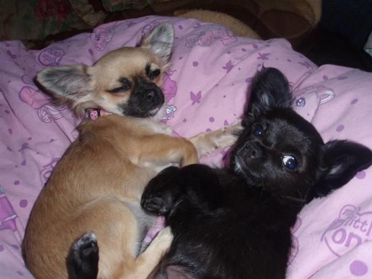 Chihuahua Roxana  billede 17