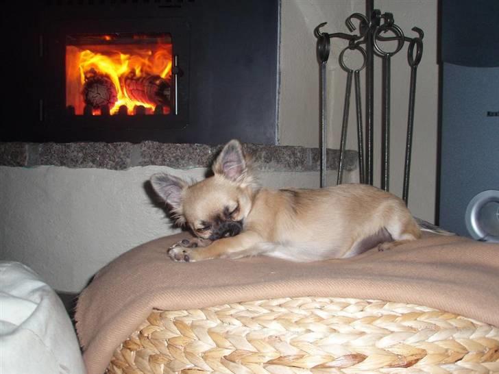 Chihuahua Roxana  billede 18