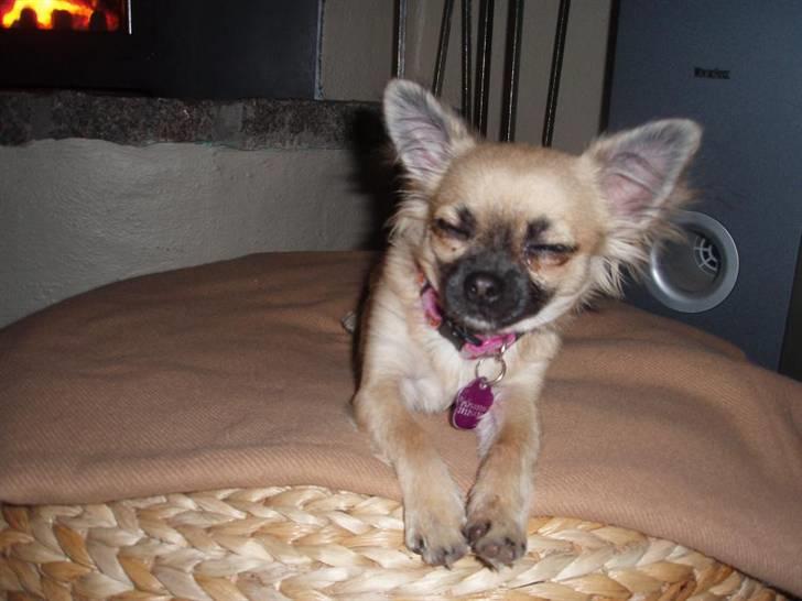 Chihuahua Roxana  billede 19