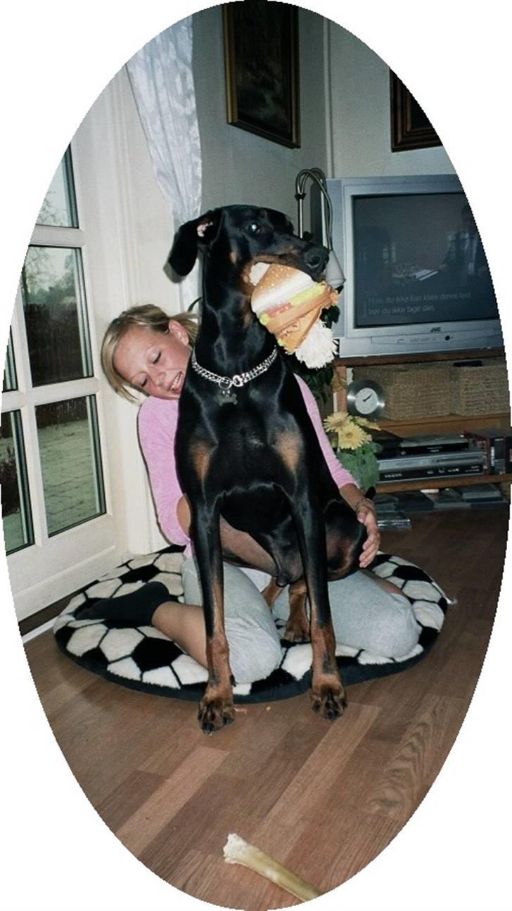 Dobermann Rocky - Eeeelllsker at sidde på skødet.... billede 4