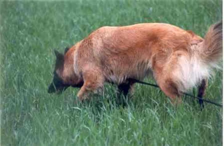 Tervueren Flica 01.12.1999 - 08.10.2013 billede 5