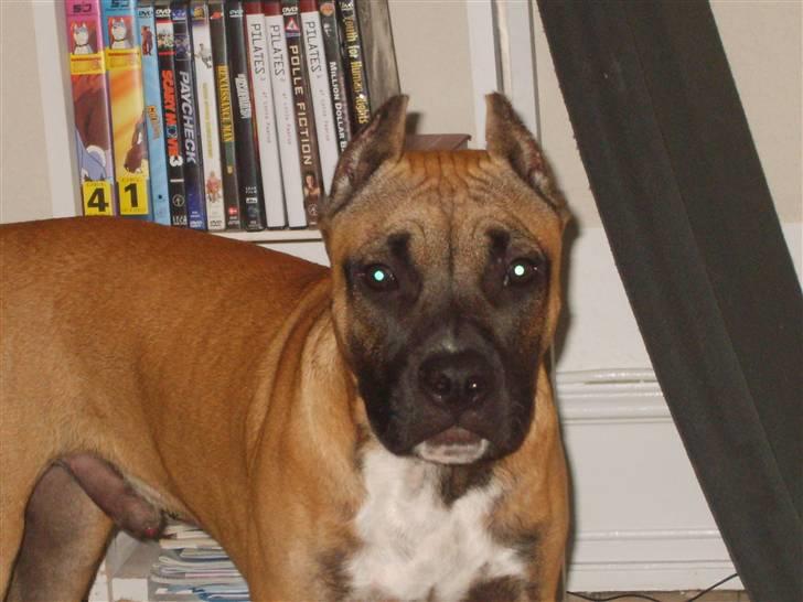Amerikansk staffordshire terrier Tyson - Tyson et Halvt år... Store baby hehe billede 2