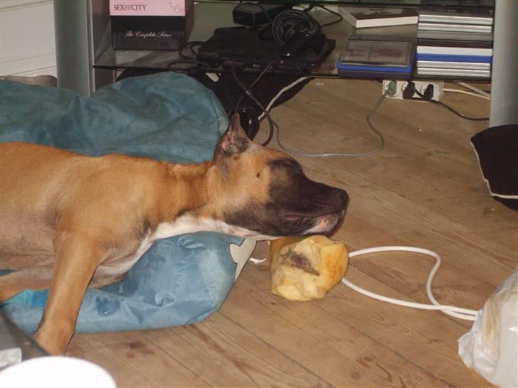 Amerikansk staffordshire terrier Tyson - Haha far og mor nu kan i ikk stjæle mit ben :P billede 3