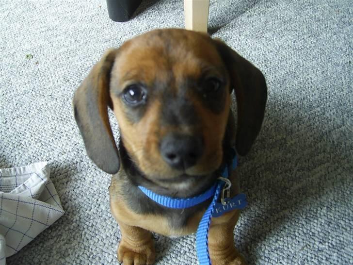 Gravhund kurt - bisse kurt billede 7