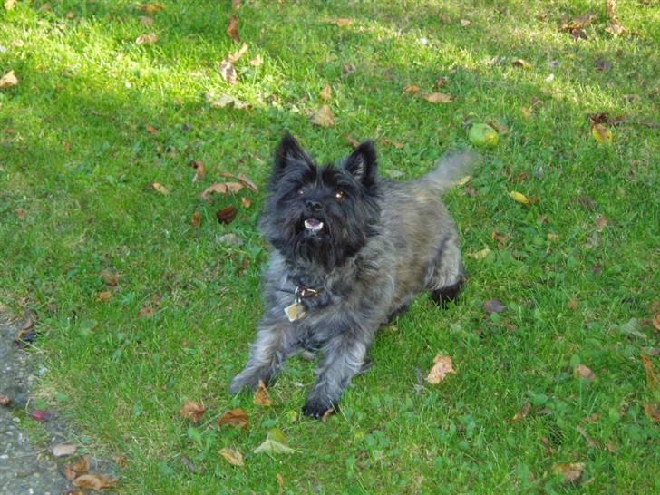Cairn terrier Tilde RIP - Kast den nu! kast den nu! billede 8