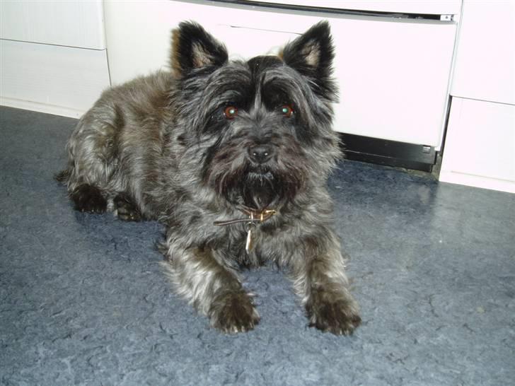 Cairn terrier Tilde RIP - Er jeg ikke fin billede 10