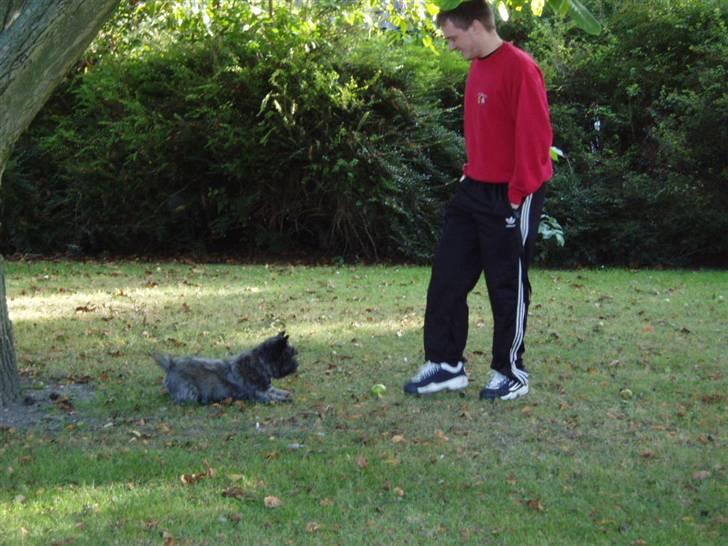 Cairn terrier Tilde RIP - Så skal der leges med æbler fra træet billede 11