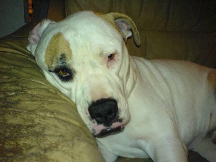 Amerikansk bulldog bjarne billede 1