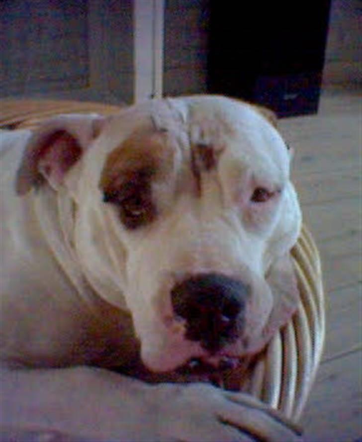 Amerikansk bulldog bjarne - her er jeg lige kommet hjem fra sygehuset efter en slædehund angreb mig men lene E siger det kun er mig der er farlig SS billede 2