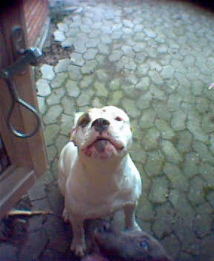 Amerikansk bulldog bjarne billede 3