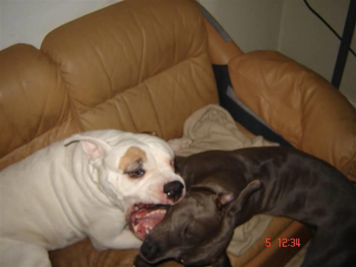 Amerikansk bulldog bjarne billede 4