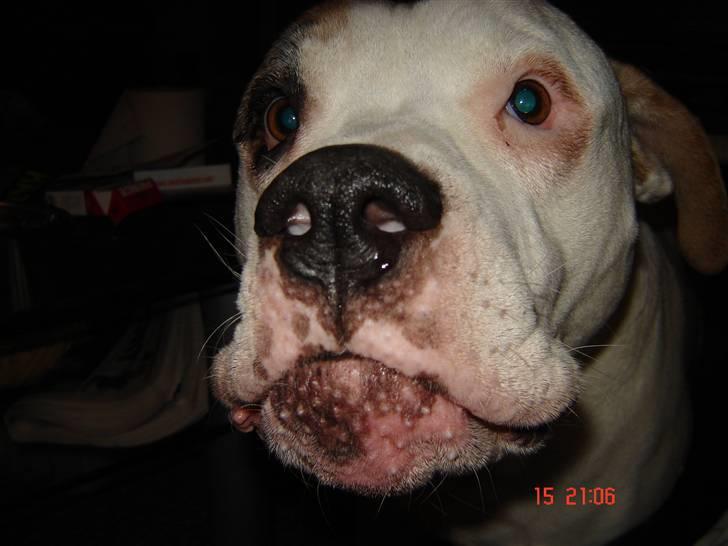 Amerikansk bulldog bjarne billede 5