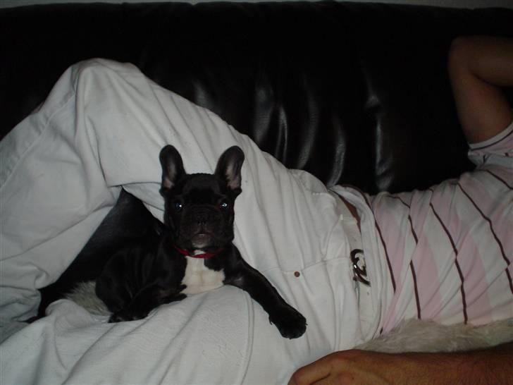 Fransk bulldog FreYse billede 17