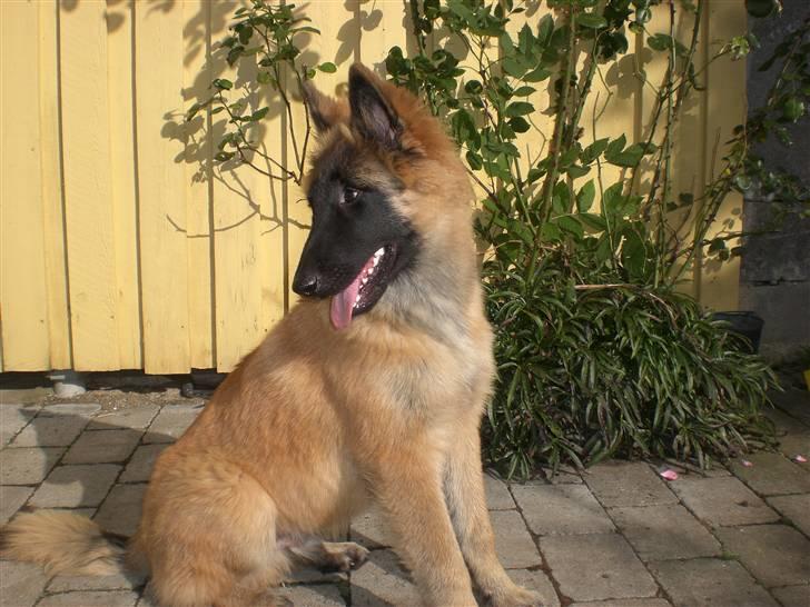 Belgisk hyrdehund Benisakura  billede 18