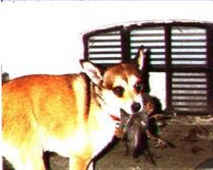 Norsk lundehund Stella (22.4.1997- 3.1.2012) - Når man nu ikke kan komme i nærheden af lundefugle må man finde en solsort billede 2
