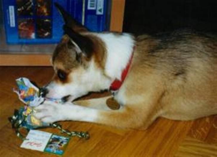 Norsk lundehund Stella (22.4.1997- 3.1.2012) - Jeg elsker pakker billede 3