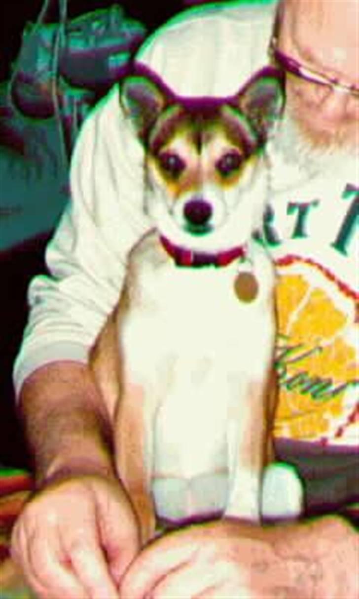 Norsk lundehund Stella (22.4.1997- 3.1.2012) - unghund billede 4
