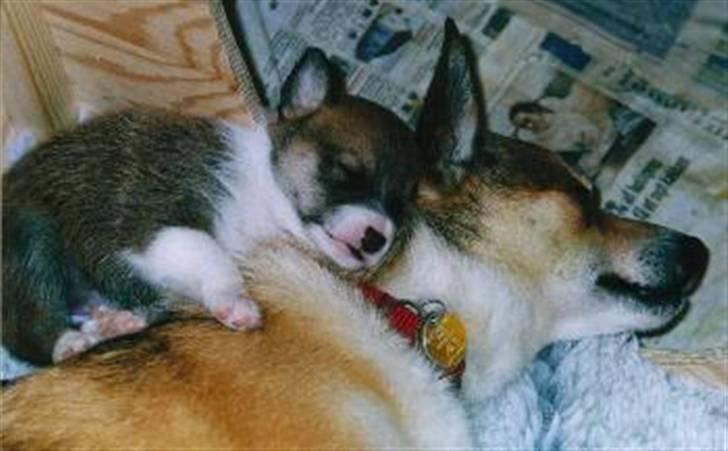 Norsk lundehund Stella (22.4.1997- 3.1.2012) - Mor og barn sover billede 5