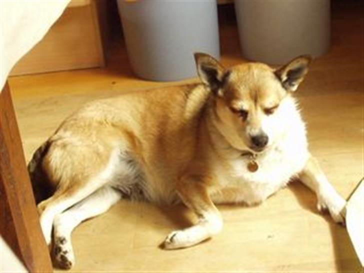 Norsk lundehund Stella (22.4.1997- 3.1.2012) - 2006 billede 6