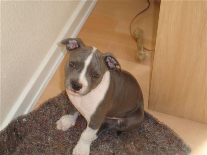 Amerikansk staffordshire terrier Enzo billede 2