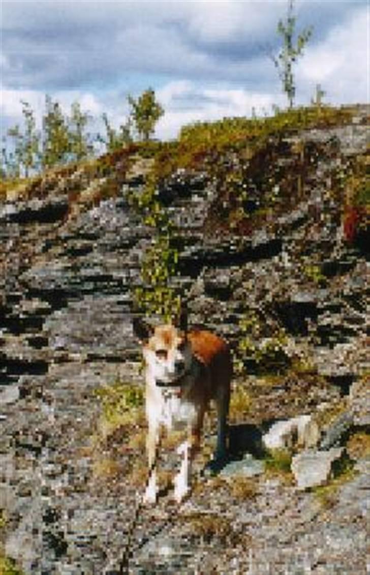 Norsk lundehund Stella (22.4.1997- 3.1.2012) - 2000 - I Norge for første gang. billede 7