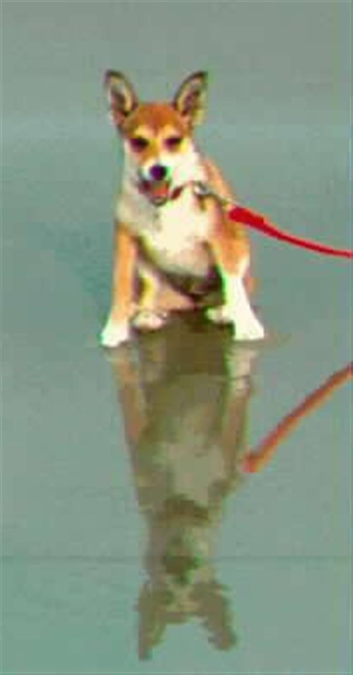 Norsk lundehund Stella (22.4.1997- 3.1.2012) - Juli 1997 - ved stranden billede 8
