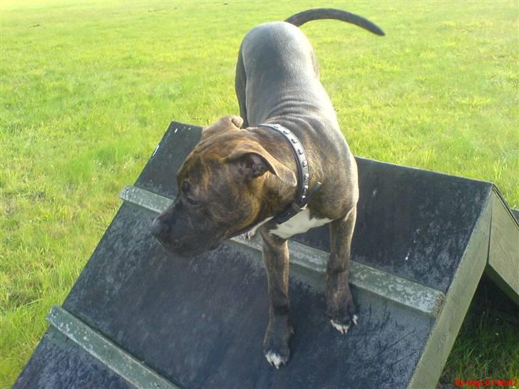 Blanding af racer Chanti  R.I.P. - I am the Queen of the world....    billede 1