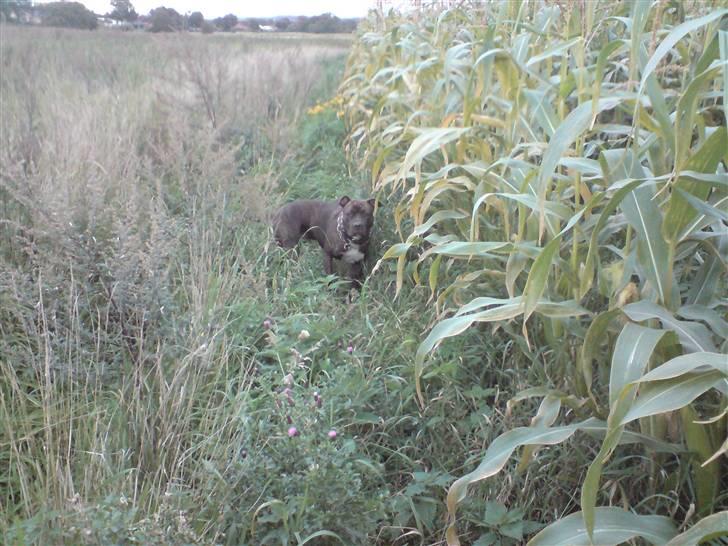 Blanding af racer Chanti  R.I.P. - på gåtur....  alene med moaaar....  dejligt billede 2