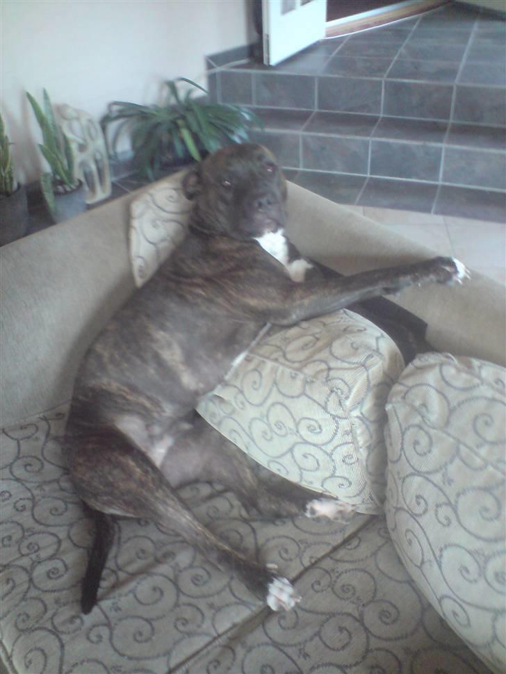 Blanding af racer Chanti  R.I.P. - Det her er det bedste.....   at slænge sig i sofaen...  he he billede 3