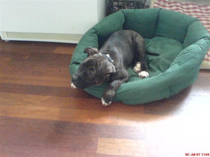 Blanding af racer Chanti  R.I.P. - hmmm hmmm  hmmm...  hva skal jeg finde på... billede 4