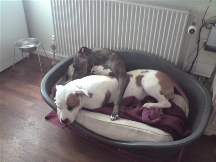 Blanding af racer Chanti  R.I.P. - ikke meget plads, men varme....  det er der....  :o)) billede 5