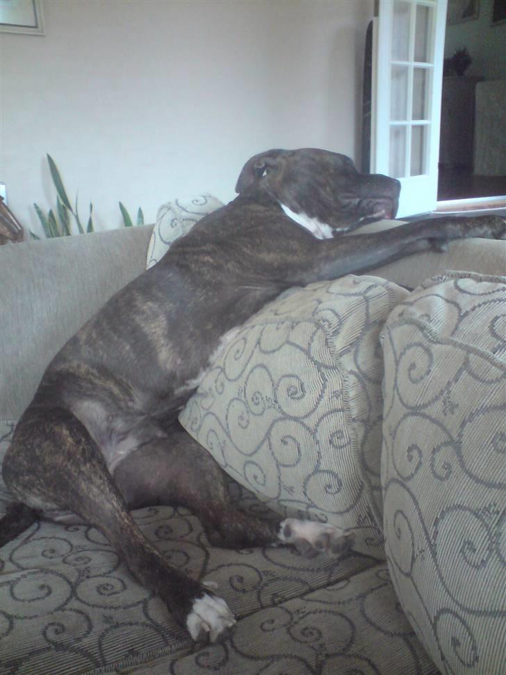 Blanding af racer Chanti  R.I.P. - alslappet...  jaaaaaaaaaaaaaaaa billede 6