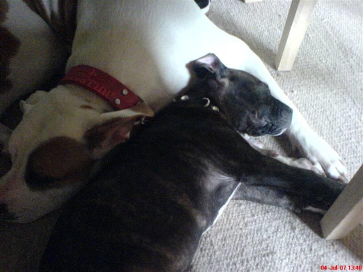 Blanding af racer Chanti  R.I.P. - Jeg sover med Chrissie billede 7