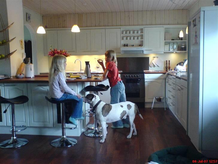 Blanding af racer Chanti  R.I.P. - Noget af min familie...  Diego , han tigger self. som sædvanligt...  heh he billede 8