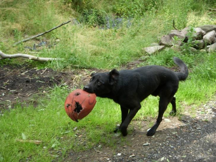 Blanding af racer Rohan billede 9