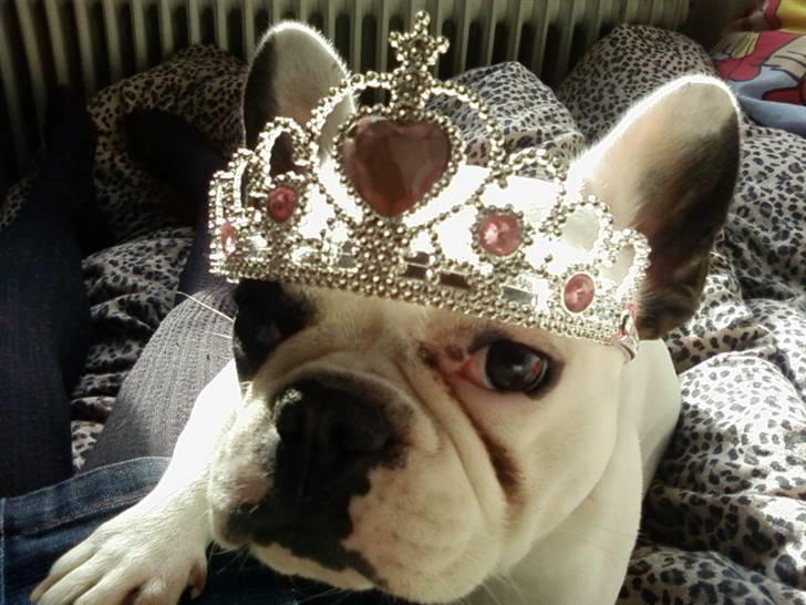 Fransk bulldog Fie billede 9