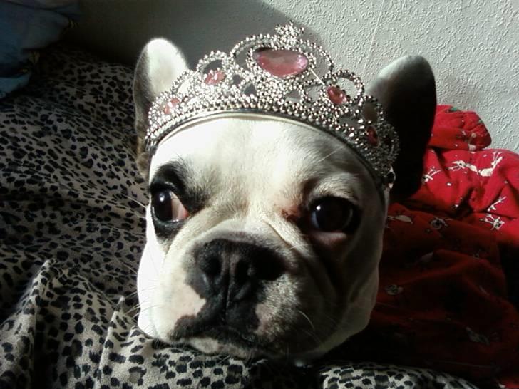 Fransk bulldog Fie billede 10