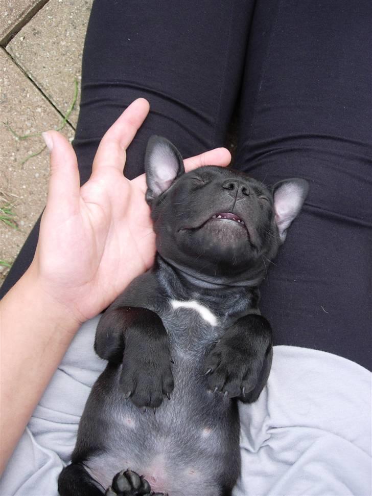 Staffordshire bull terrier Miclu - Mere flagermus (6 uger) billede 3