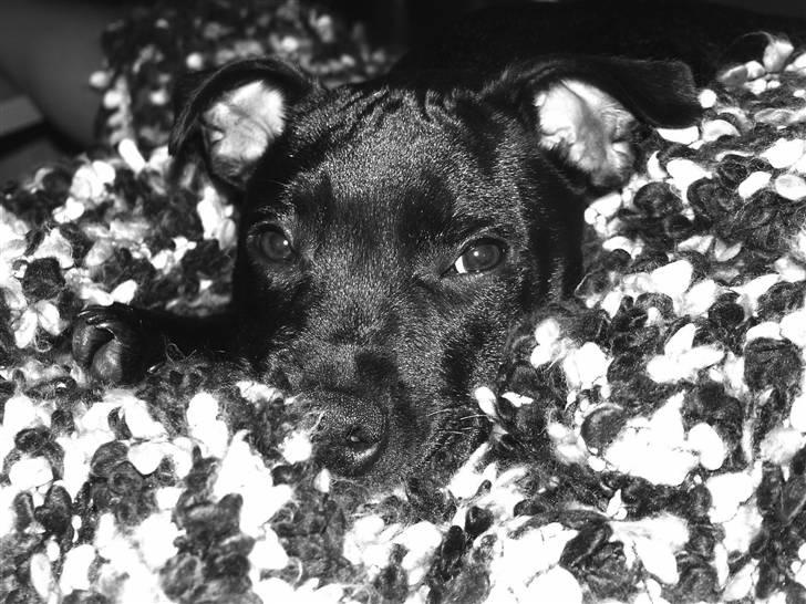 Staffordshire bull terrier Muttley billede 1