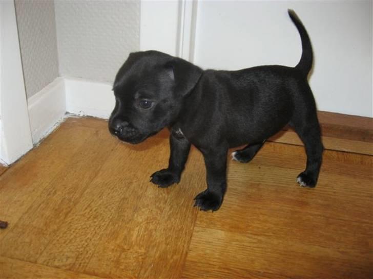 Staffordshire bull terrier Muttley billede 2