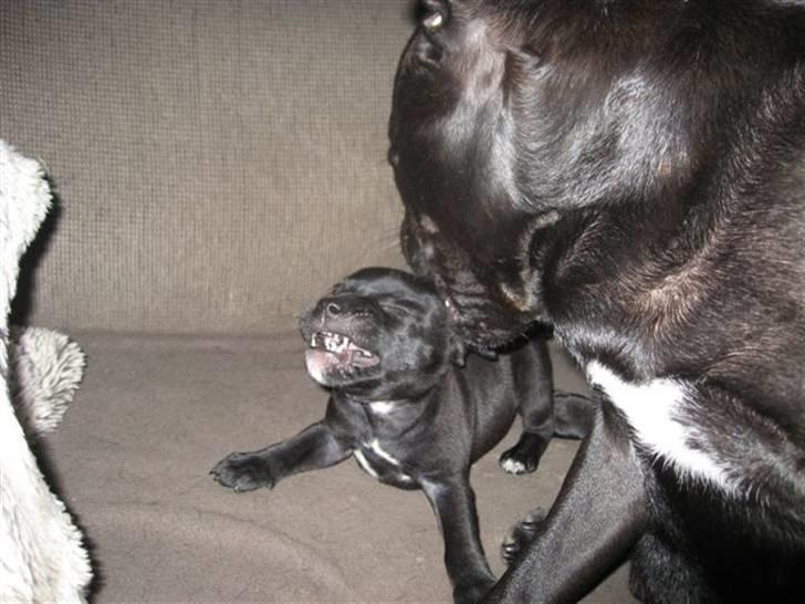 Staffordshire bull terrier Muttley billede 3