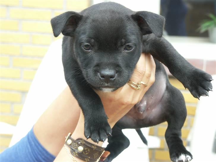 Staffordshire bull terrier Muttley billede 4